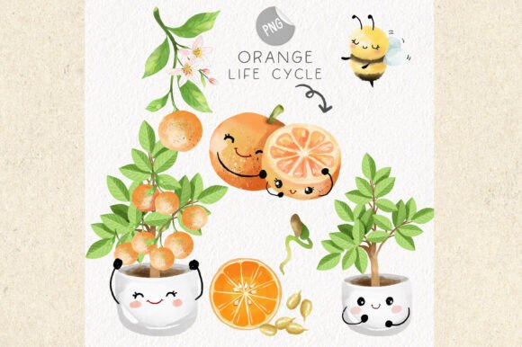 Download Orange Life Cycle Clipart - Orange Collection