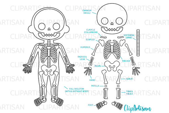 Download Human Skeleton Clipart Digital Stamps - Skeleton clipart Collection
